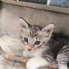 野良猫の子猫ちゃん８匹の里親募集　とても可愛いですよ。