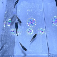 [メダカ]深海5匹の画像