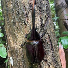 ネプチューンオオカブトの画像