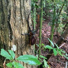 ネプチューンオオカブトの画像