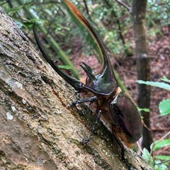 ネプチューンオオカブトの画像