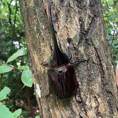 ネプチューンオオカブトの画像