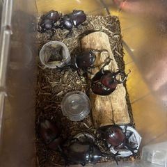 カブトムシ2匹 の画像