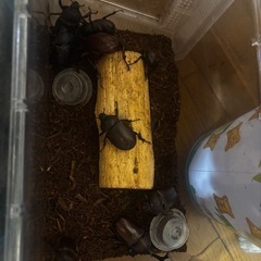 カブトムシ2匹 の画像