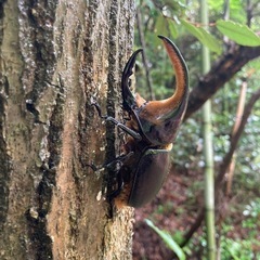 サタンオオカブトの画像