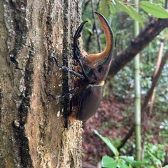 サタンオオカブトの画像