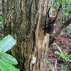 サタンオオカブトの画像