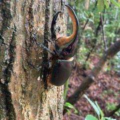 サタンオオカブトの画像