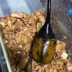 DHエクアトリアヌスの画像