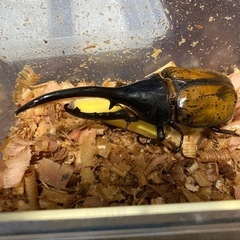 DHエクアトリアヌスの画像