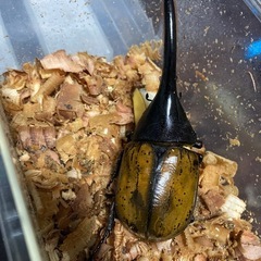 DHエクアトリアヌスの画像