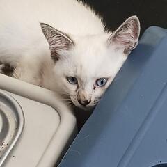譲渡会に出す子猫ちゃんです