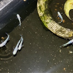サンセット極龍稚魚　5匹の画像