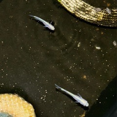 サンセット極龍稚魚　5匹の画像