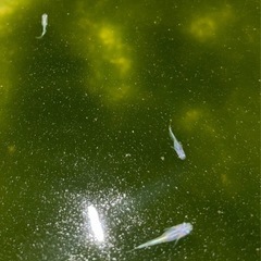 サンセット極龍稚魚　5匹の画像