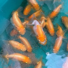 らんちゅう10匹　　1000円の画像