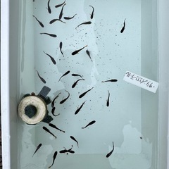 [メダカ]サタンイエローテール10匹の画像