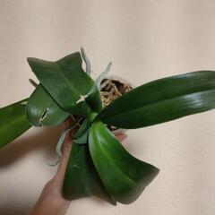 胡蝶蘭　苗　③の画像