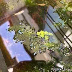 マツモ　メダカの水草の画像