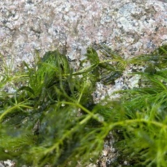 マツモ　メダカの水草の画像