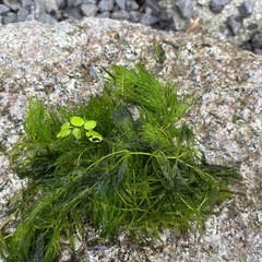 マツモ　メダカの水草の画像