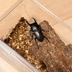 コクワガタ♂ 大きめ　45㎜前後
の画像