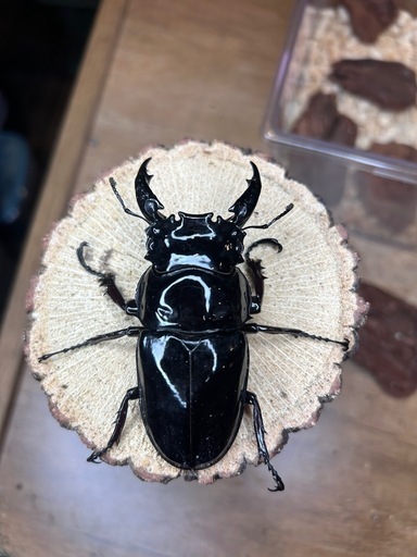 レギウスオオツヤクワガタ