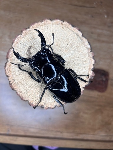 レギウスオオツヤクワガタ