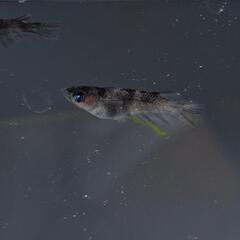無人メダカ販売所ひっそり安らぎAQUAの画像