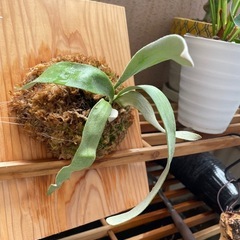観葉植物　ビカクシダ　ベイチーの画像
