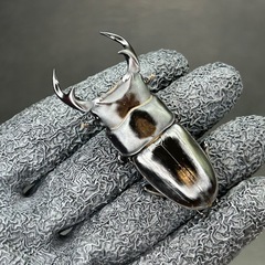 キンオニ＋オオクワセットの画像