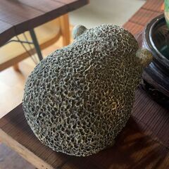 ころんとしたハリネズミ🦔の画像