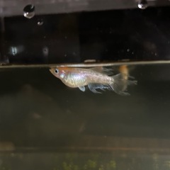 メダカ　ハイビスカス稚魚10匹の画像