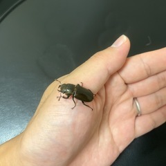 メタリフェルホソアカクワガタ♀×3の画像