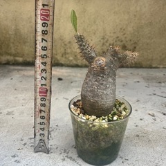 グラキリス　現地球の画像