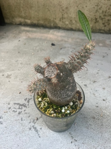 グラキリス　現地球