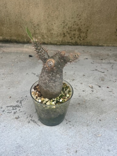 グラキリス　現地球