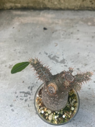 グラキリス　現地球