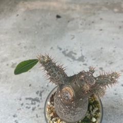 グラキリス　現地球の画像