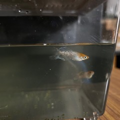 メダカ　ハイビスカス稚魚10匹の画像