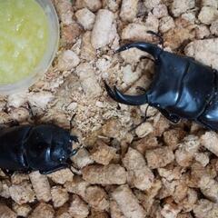オオクワガタペア　♂65mm×1/♀42〜44mm×2　残り3ペア の画像
