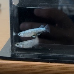 メダカ フジアクアグリーン様直系の画像