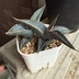 ランキングキーワードに紐づく投稿画像-多肉植物