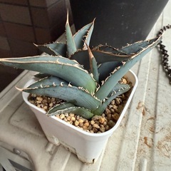 アガベ　多肉植物　観葉植物　オテロイ実生？　２株セット の画像