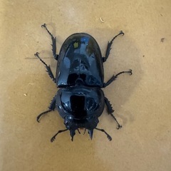レギウスオオツヤクワガタの画像
