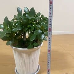 金のなる木の画像