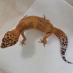 ヒョウモントカゲモドキ レオパ ハイポタンジェリン