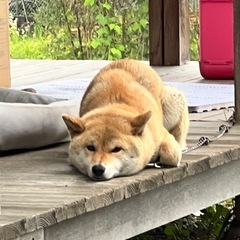里親になってくださる方募集