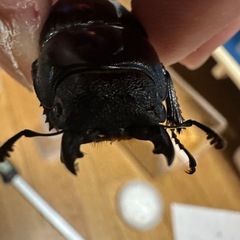 パラワン♀単の画像