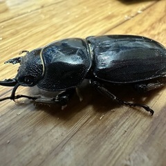 パラワン♀単の画像